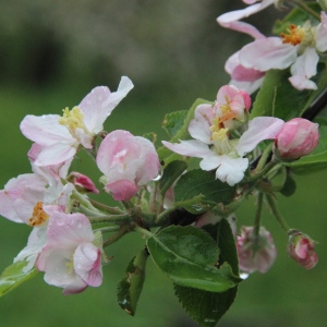 Mogilanie sesja pod jabłoniami